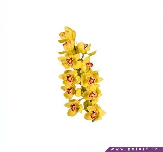 گل ارکیده سیمبیدیوم نوادا - Cymbidium Orchid | گل آف
